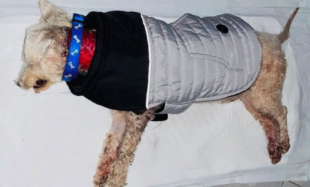 Imagen Placeholder Imagen Placeholder