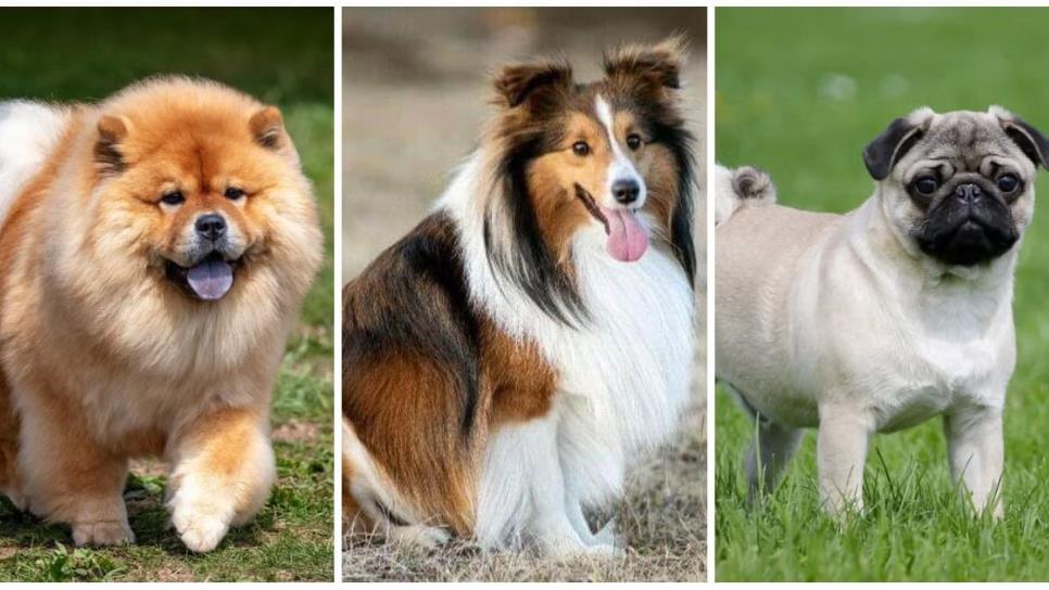 ¿Cuáles son las razas de perros que viven más años? Descúbrelo aquí