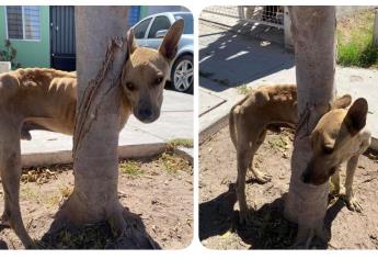 Sostenido de un árbol, en estado de shock y aferrado a la vida rescatan a perrito en Canteras, Los Mochis