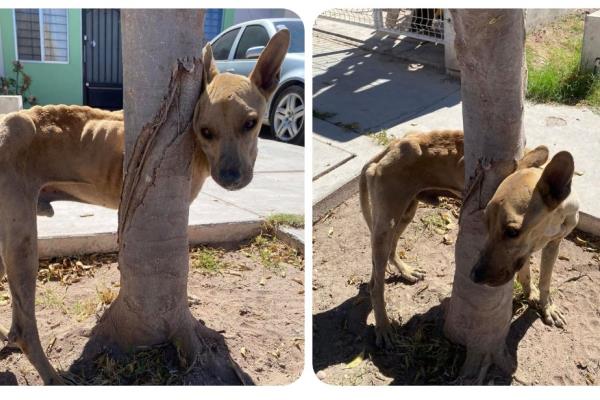 Sostenido de un árbol, en estado de shock y aferrado a la vida rescatan a perrito en Canteras, Los Mochis