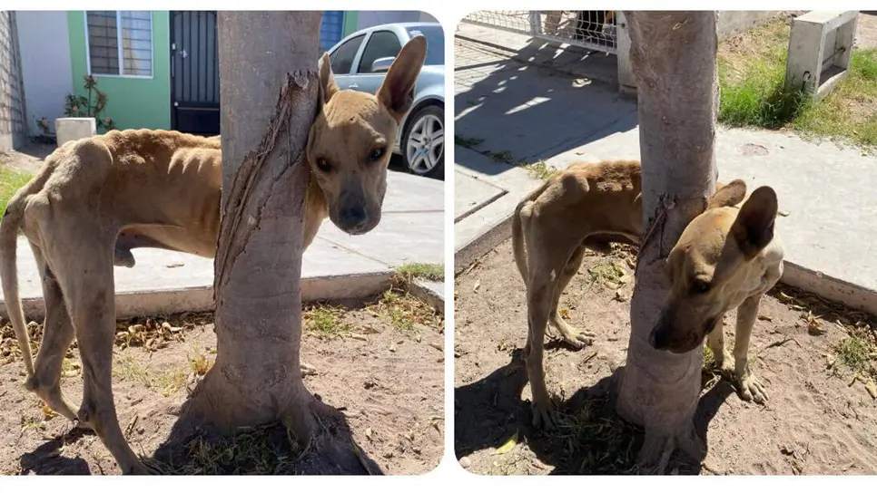 El perrito se encontraba en pésimas condiciones. (FOTO: Cortesía).