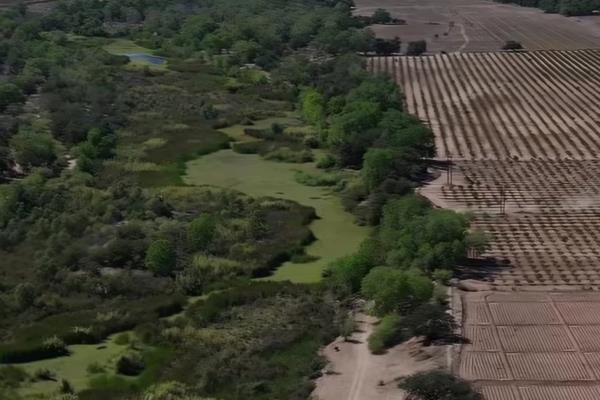 Así luce el Río Fuerte en San Miguel tras intensa sequía que azota a Ahome