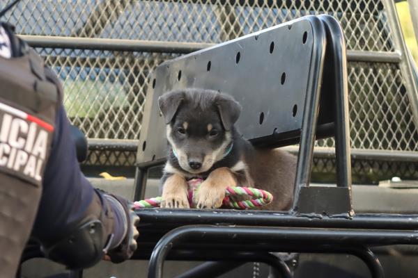 Policías de Culiacán rescatan al cachorrito Chase y lo adoptan como nuevo elemento