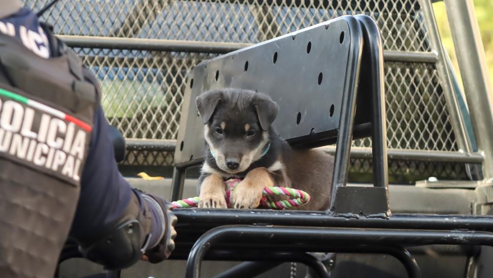 Policías de Culiacán rescatan al cachorrito Chase y lo adoptan como nuevo elemento