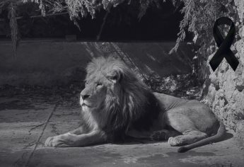 Muere El Pechocho... pero de Durango; era la atracción del zoológico