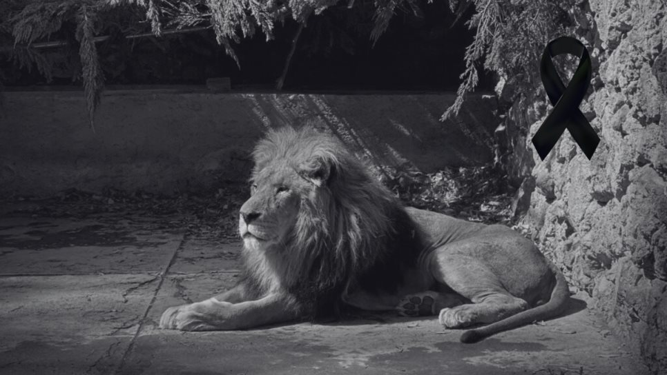 Muere El Pechocho... pero de Durango; era la atracción del zoológico