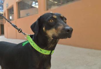 ¿Estás en busca de un compañerito canino?, Ecología lanza nueva jornada de adopción en Mazatlán