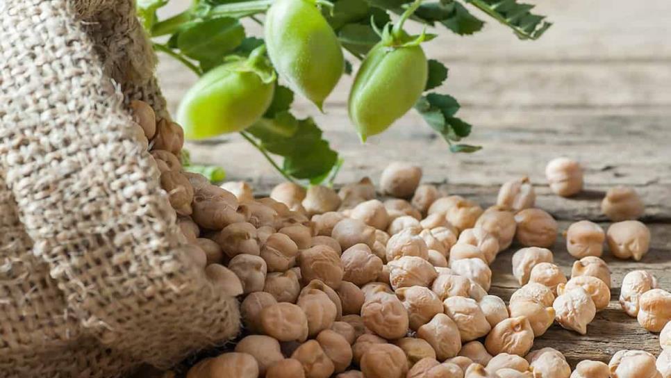 Productores proponen incluir garbanzo en despensa mexicana 