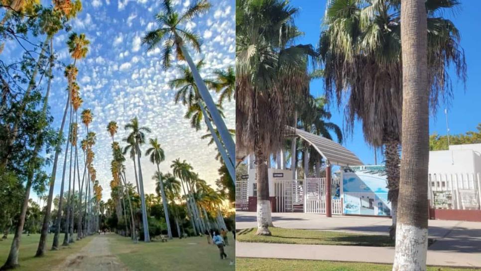 Los Mochis, donde las palmas tocan el cielo: ¿Por qué se le conoce así a esta ciudad?