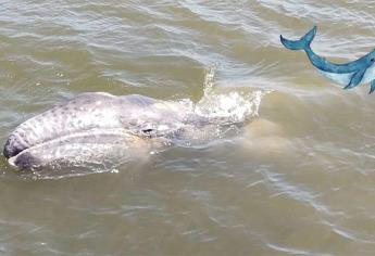 Nacimiento de ballenas en santuarios de BCS se ve disminuido por esta razón