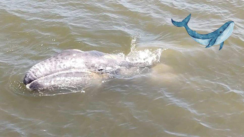 Nacimiento de ballenas en santuarios de BCS se ve disminuido por esta razón