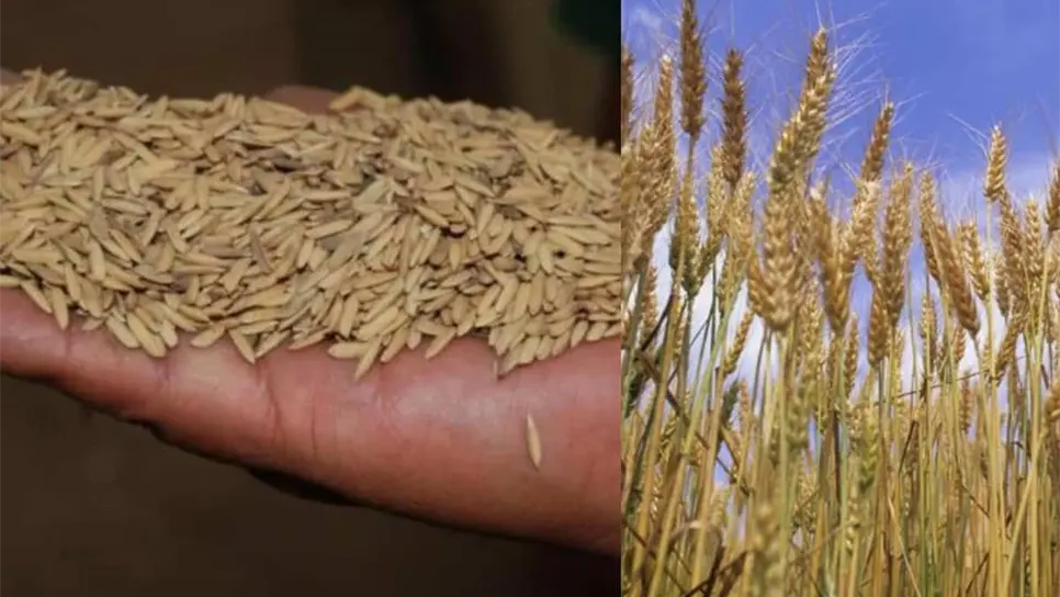 FOTO: Cumple SADER y reactiva pago a trigueros de Sinaloa