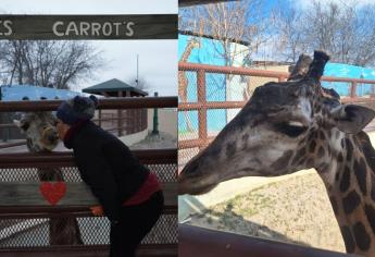 Muere Bruno, la jirafa más querida del zoológico de Nuevo Laredo