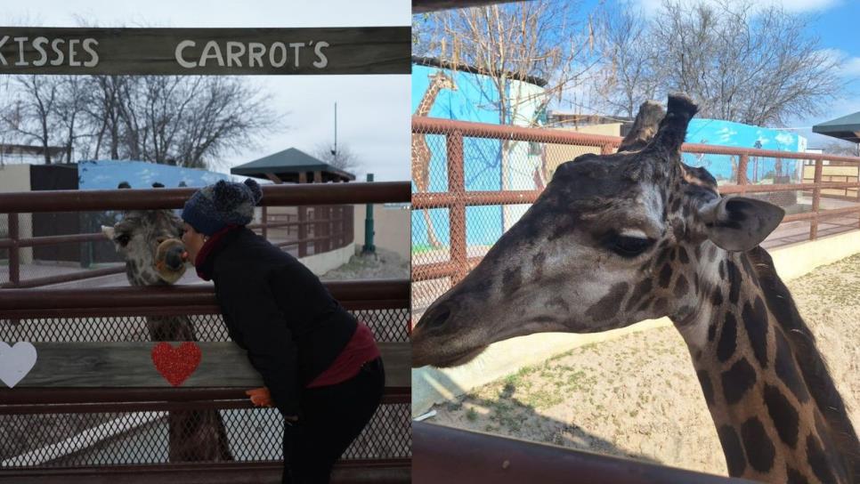 Muere Bruno, la jirafa más querida del zoológico de Nuevo Laredo