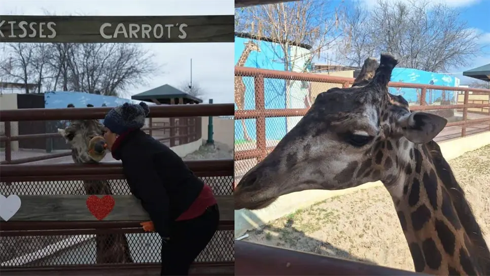 Personal del Zoológico mencionó que las causas de la muerte de Bruno se debió a un paro cardiorrespiratorio inesperado