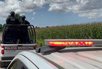 Se roban cerca de 6 toneladas de papa en un campo agrícola en Ahome