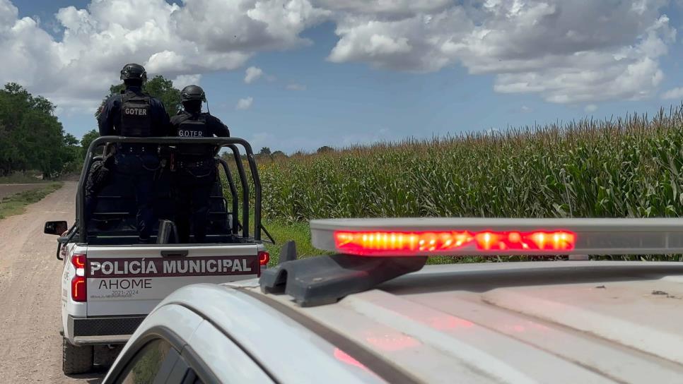 Se roban cerca de 6 toneladas de papa en un campo agrícola en Ahome