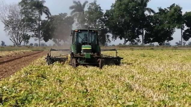 Sin definirse precios de frijol y garbanzo en Sinaloa