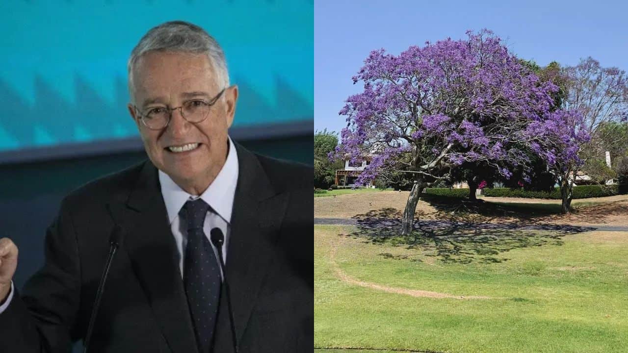 Ricardo Salinas Pliego presumió las bases de como participar a través de sus redes sociales, donde deseaba la mejor de las suertes a quienes buscarán toma la mejor imagen de este majestuoso árbol