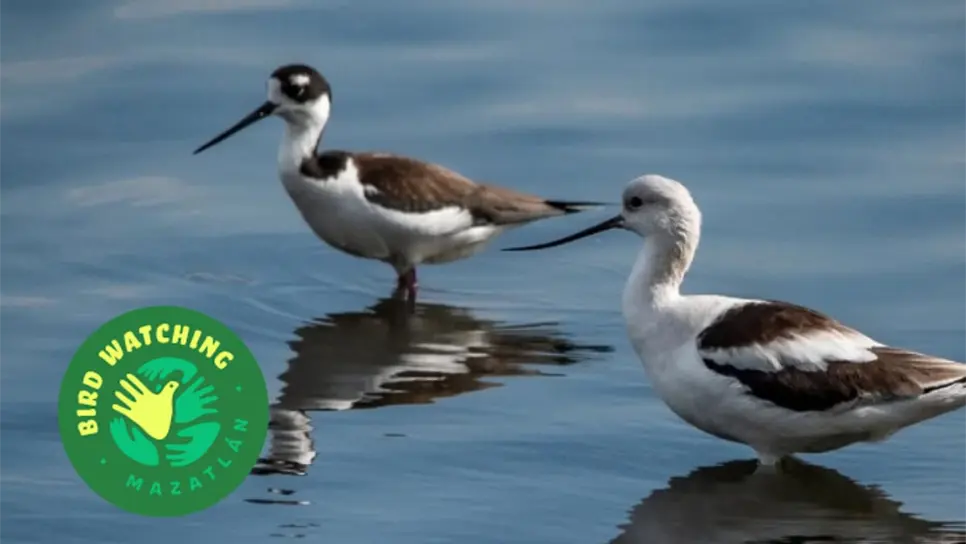 FOTO: Pajareada de Marzo en Mazatlán: Bird Watching y Conselva te invitan al “Pícnic en el Río”