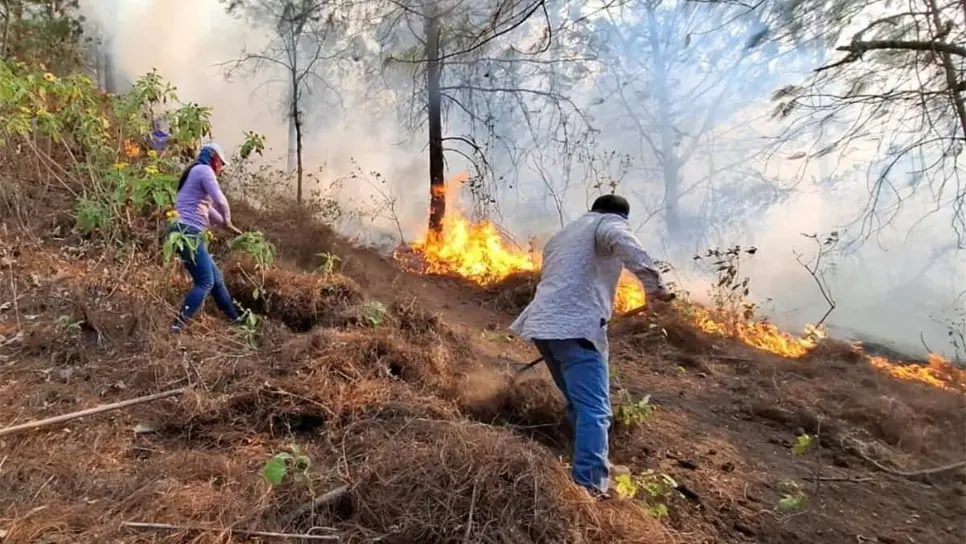 FOTO: Incendio forestal en Chirimoyos, Concordia se encuentra 100% controlado: SEBIDES