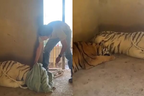 Rescatan a dos tigres violentos en el Triángulo Dorado
