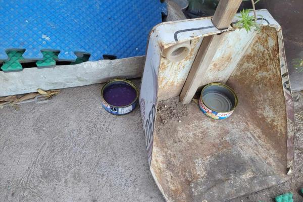 Envenenan gatos en Ahome con latas de atún con líquido morado; incrementan casos