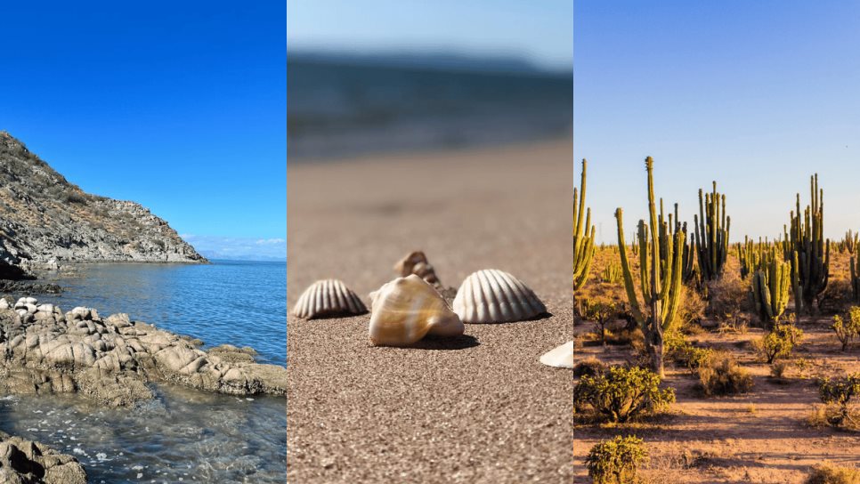 La playa de los caracoles en Sonora que debes visitar en esta Semana Santa 2025; ¿Cómo llegar? | VIDEO La playa de los caracoles en Sonora que debes visitar en esta Semana Santa 2025; ¿Cómo llegar? | VIDEO