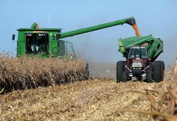 Sinaloa arranca cosecha de maíz 