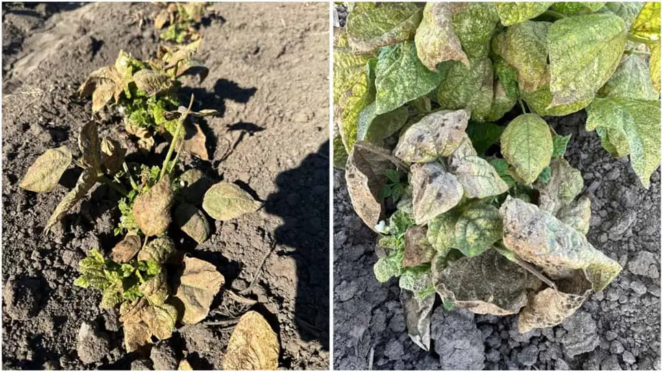 Alertan por plagas en frijol y bajos rendimientos en el Valle de Culiacán