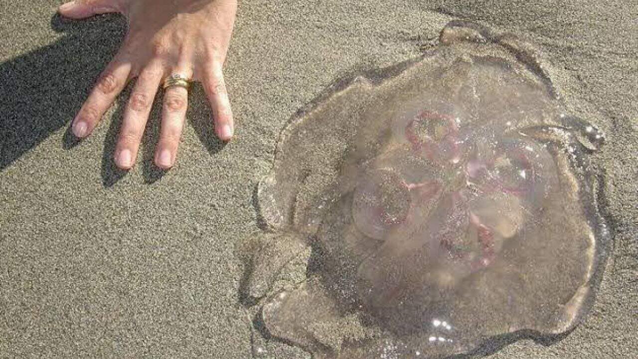El obrar por ti mismo debe de ser solo en casos de emergencia, si tienes la posibilidad, busca ayuda profesional de algún paramédico o salvavidas
