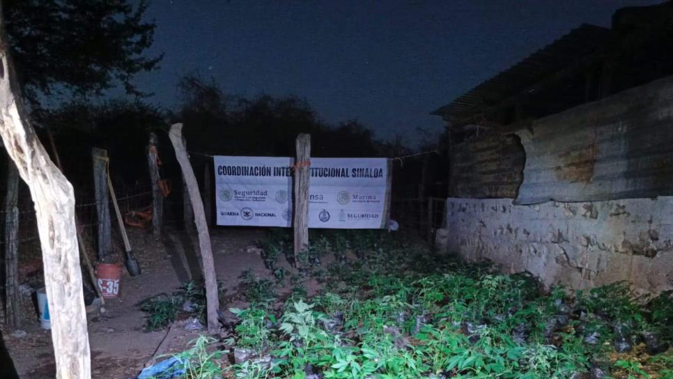 Grupo Interinstitucional localizó y erradicó un plantío de mariguana en el municipio de Elota Grupo Interinstitucional localizó y erradicó un plantío de mariguana en el municipio de Elota