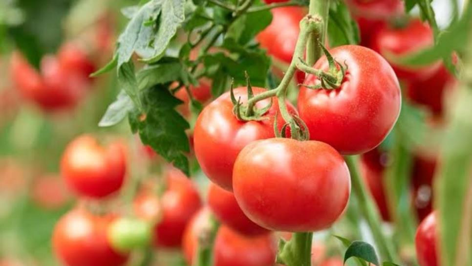 México inicia defensa del tomate ante intención de aranceles de Estados Unidos México inicia defensa del tomate ante intención de aranceles de Estados Unidos