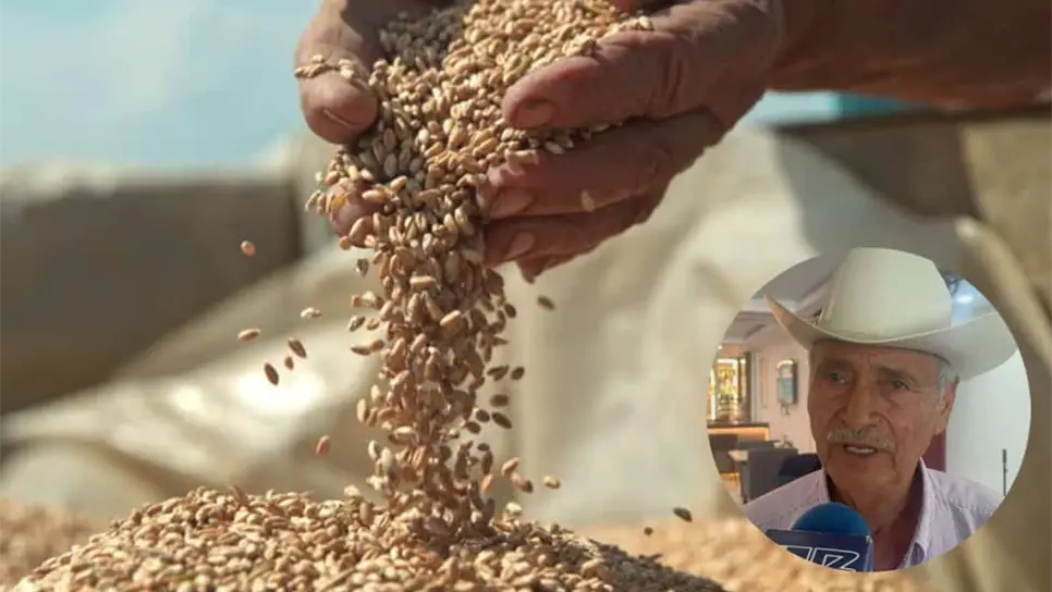 FOTO: Trigueros de Sinaloa buscarán “bono” para mejorar base de 45 dólares por tonelada