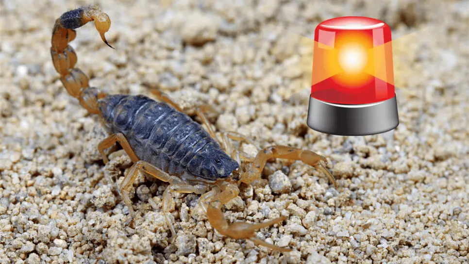 FOTO: Temporada de alacranes.