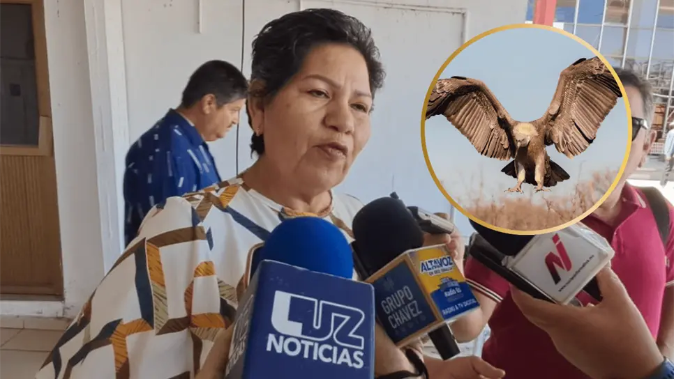 FOTO: Búsqueda con zopilotes.