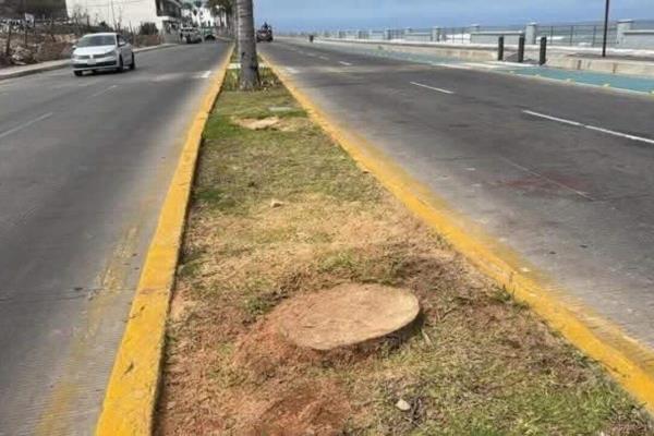 Palmeras que cortaron en Mazatlán no están en riesgo de extinción: Operadora de Playa