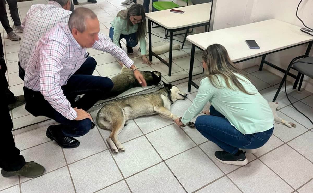 Más de 150 mascotas fueron esterilizadas en jornada organizada por el Gobierno de Ahome
