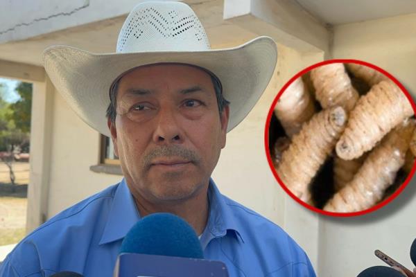 Sinaloa está libre de Gusano Barrenador, señalan ganaderos de Ahome