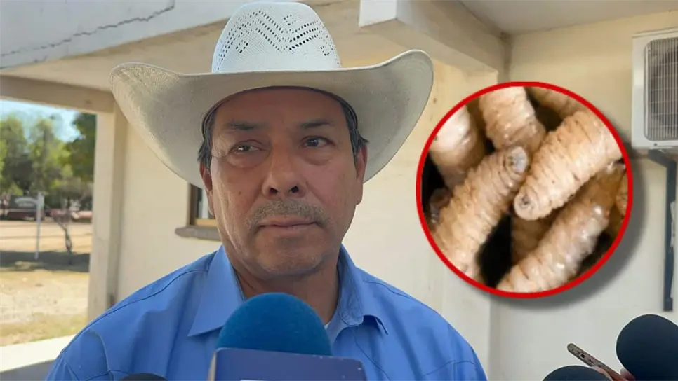 Sinaloa está libre de Gusano Barrenador, señalan ganaderos de Ahome