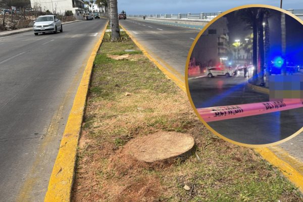 Las palmeras retiradas en el Paseo Claussen serán sustituidas a la brevedad: Estrella Palacios