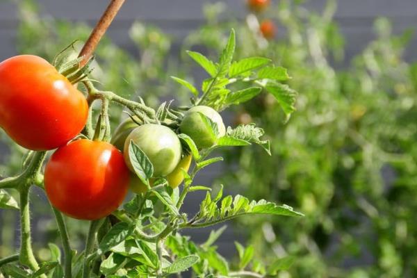 Exigen blindar el tomate sinaloense ante amenaza de aranceles en Estados Unidos