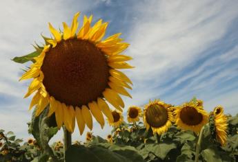 Campo de girasoles gigantes florece en Ahome ¡Un espectáculo natural!