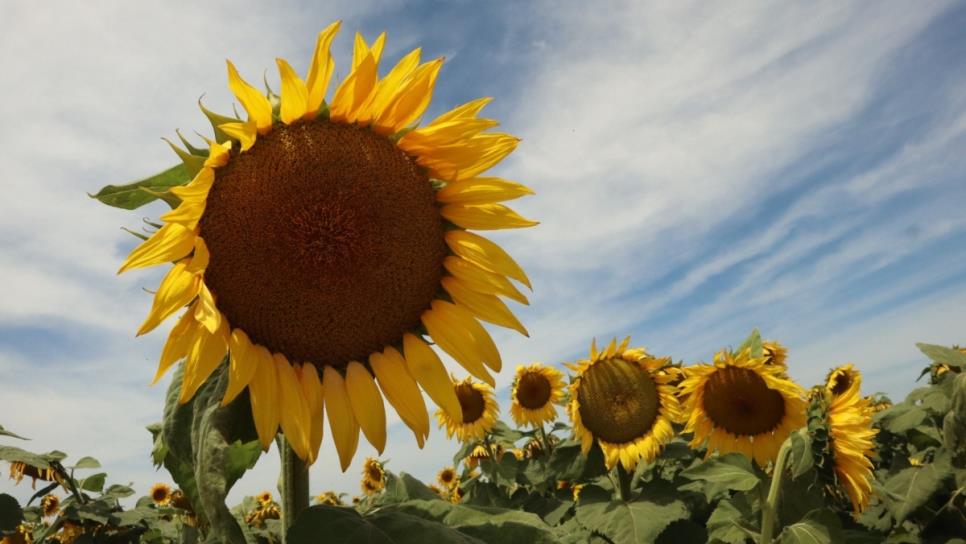 Campo de girasoles gigantes florece en Ahome ¡Un espectáculo natural!