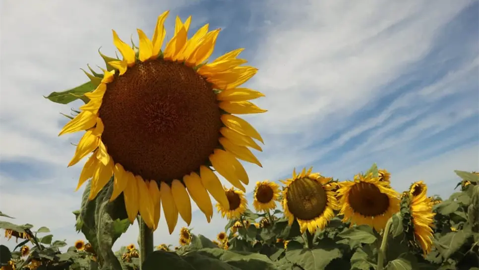 Campo de girasoles gigantes florece en Ahome ¡Un espectáculo natural!