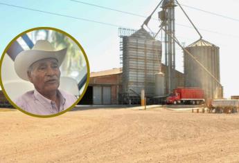 Cosecha de trigo en Sinaloa se retrasa por la falta de camiones para su transporte