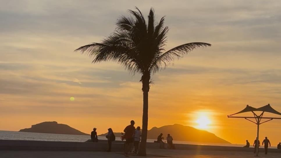 ¿Cuánto cuesta plantar una palmera en el Malecón de Mazatlán? ¿Cuánto cuesta plantar una palmera en el Malecón de Mazatlán?