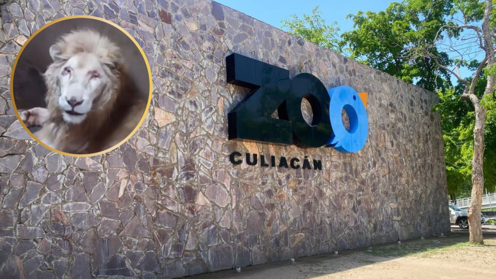 Profepa confirma el fallecimiento de un león en el Zoológico de Culiacán Profepa confirma el fallecimiento de un león en el Zoológico de Culiacán