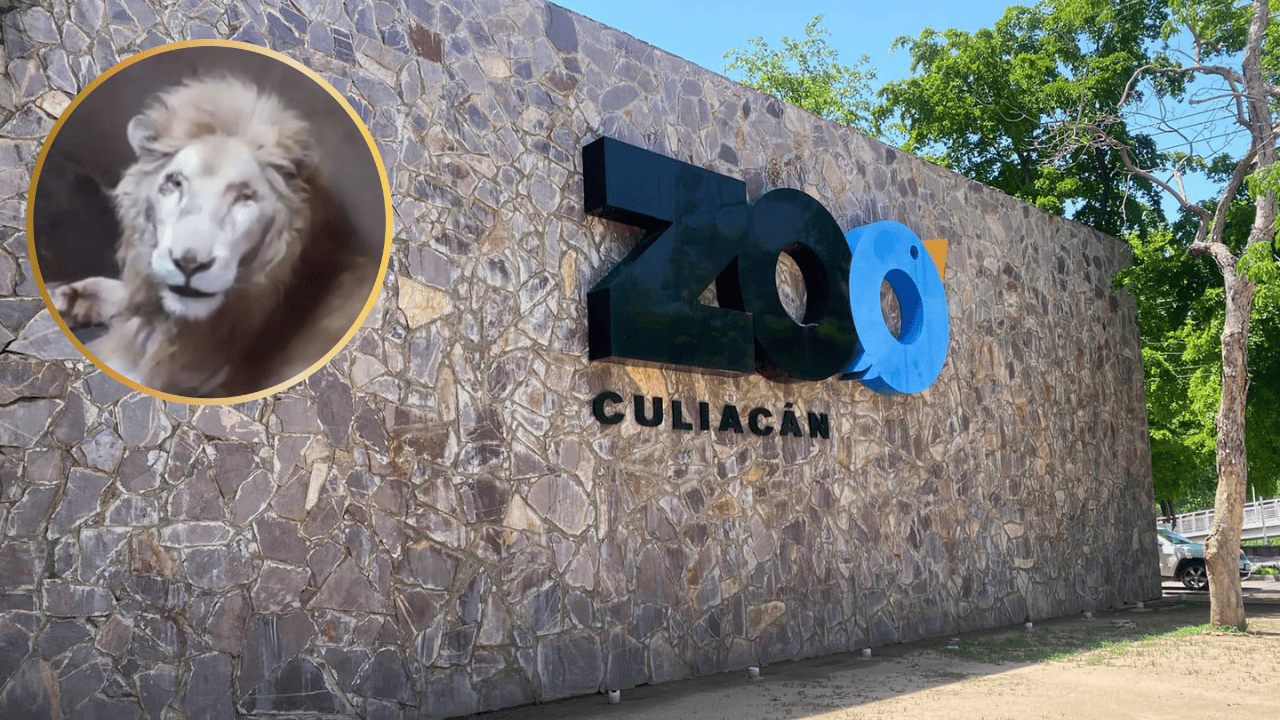 Profepa confirmó el deceso a través de sus redes. (FOTO: Temática).