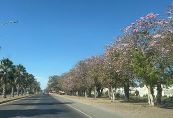 Florecen amapas en Los Mochis; la ciudad luce hermosas postales con estos árboles
